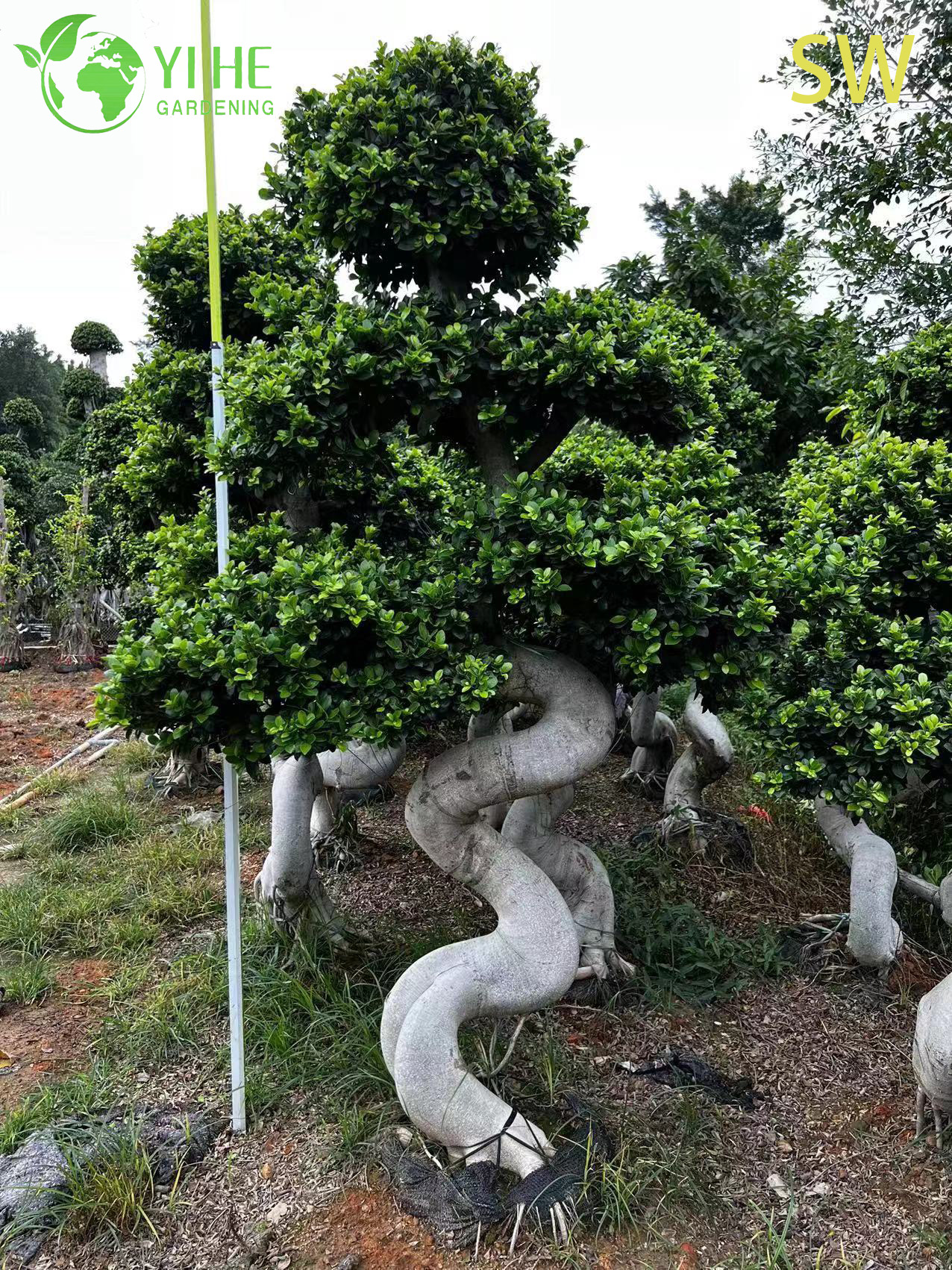 Фикус Бенджамина S-образный — декоративное комнатное растение, фикус бонсай для дома и офиса