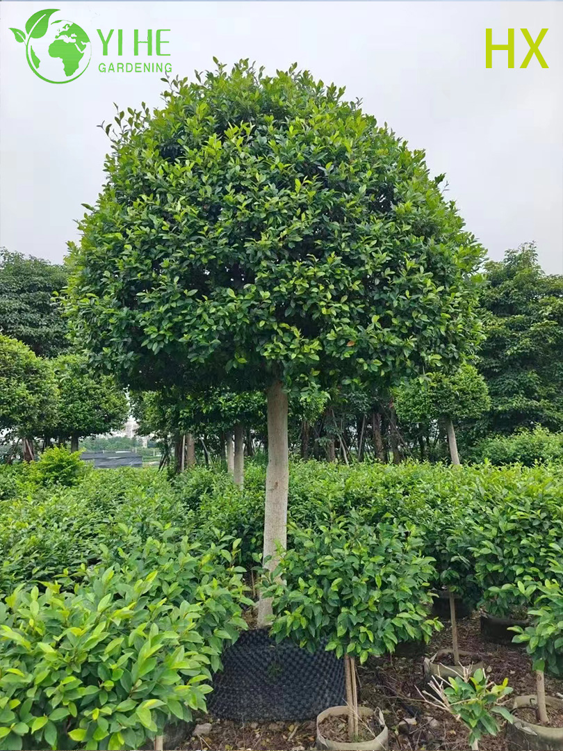 Мишелия Фиго Ароматная Магнолия Оптом Вечнозеленое Декоративное Дерево Экспорт