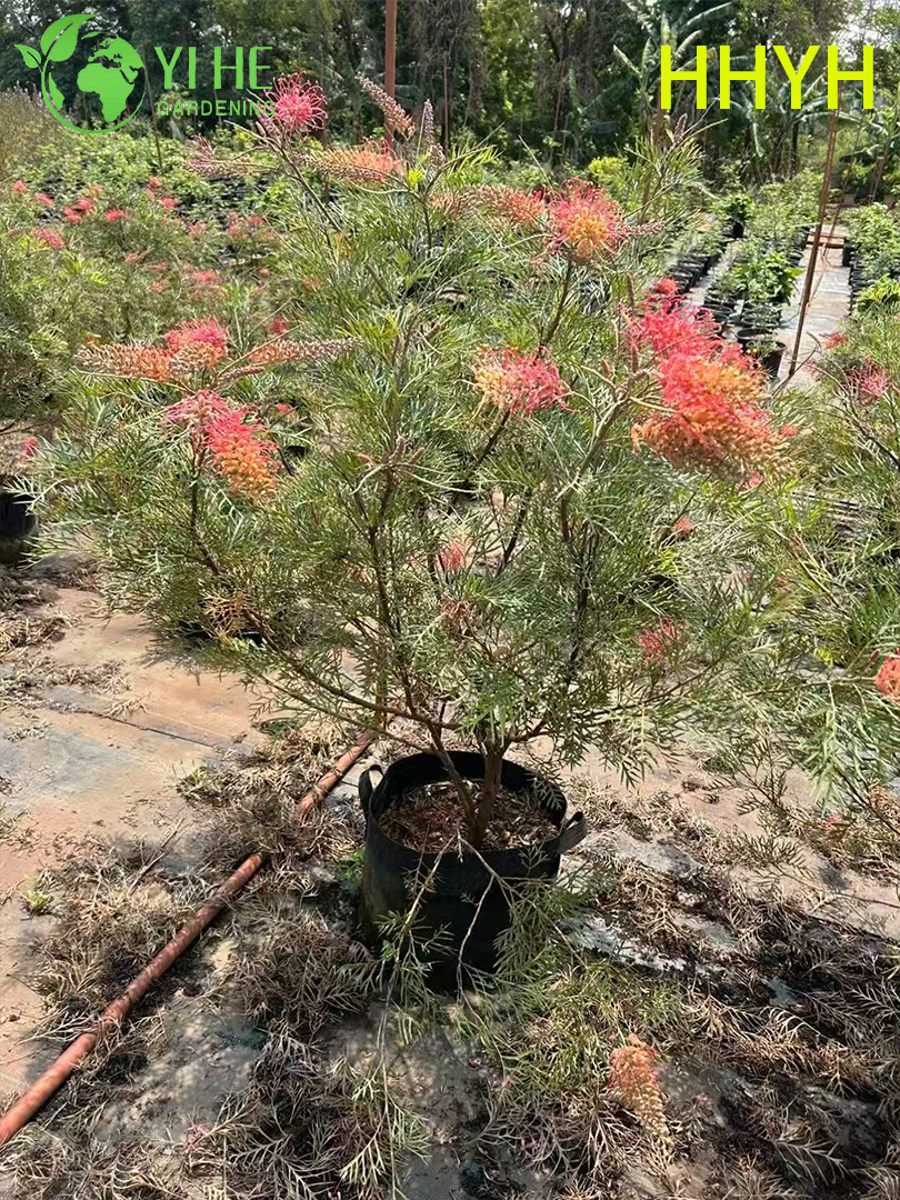 Гревиллея Бэнкса (Grevillea Banksii) оптом: экзотический вечнозеленый кустарник, саженцы для экспорта