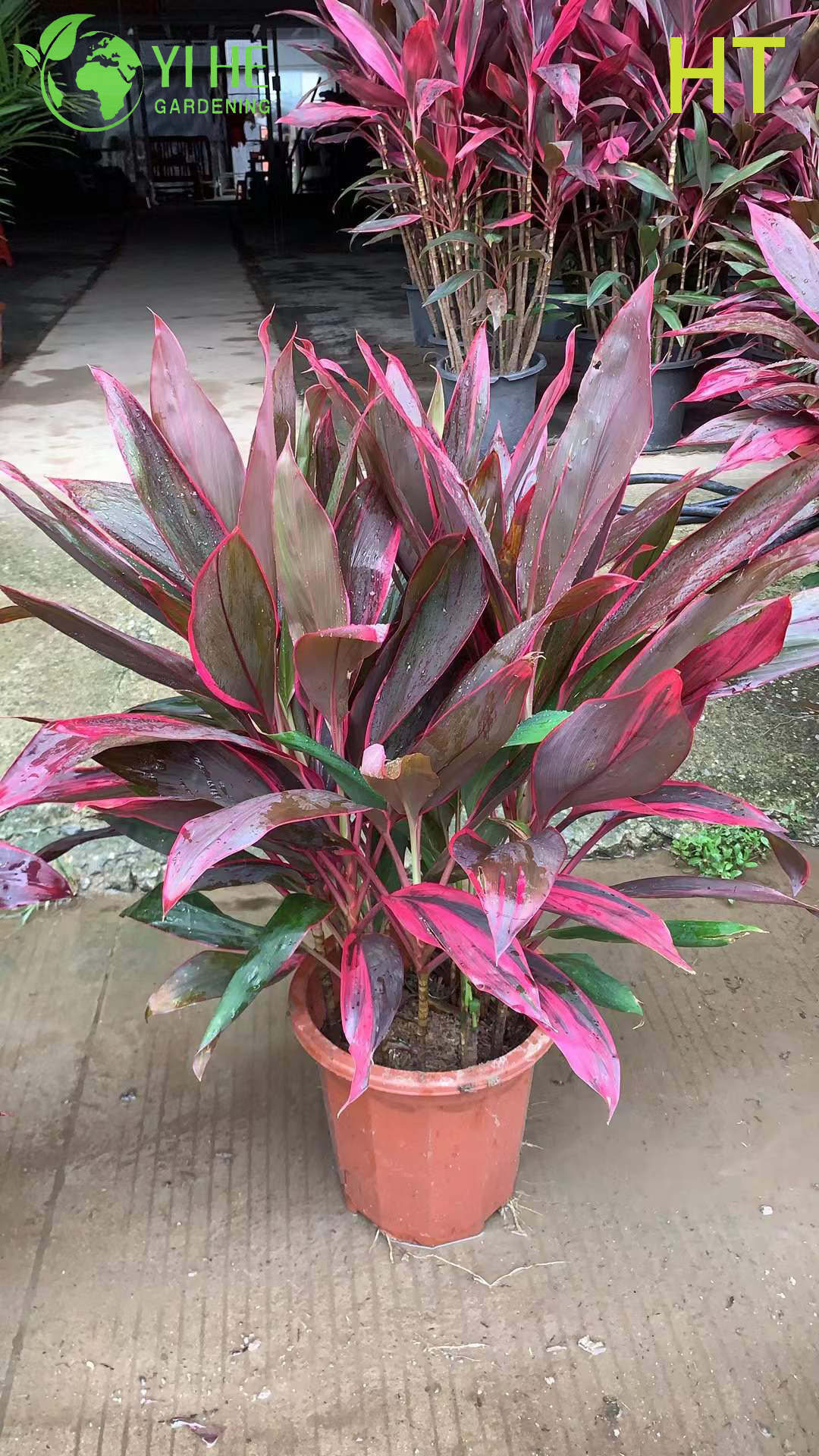 Экзотическое, вечнозеленое, комнатное, крупное, декоративное дерево