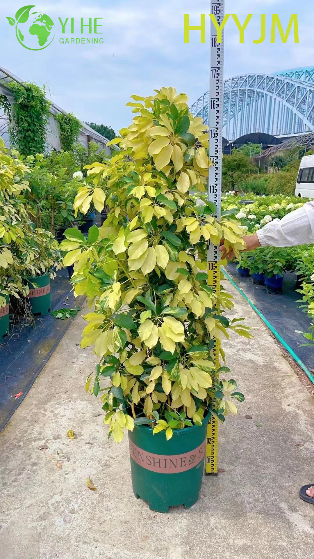 Шеффлера восьмилистная оптом: живое дерево-зонт, крупный куст для интерьера и озеленения.