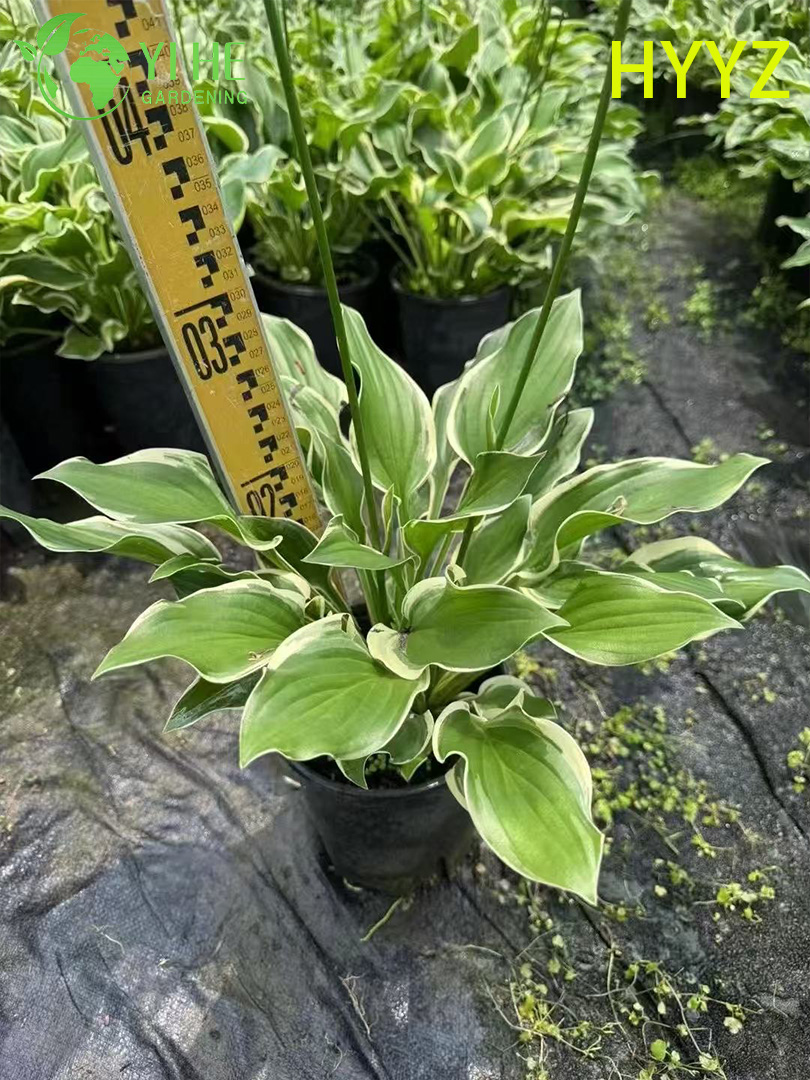 Хоста Пестролистная ‘Варiegатум’ – Многолетняя Садовая Оптовая продажа Экспорт