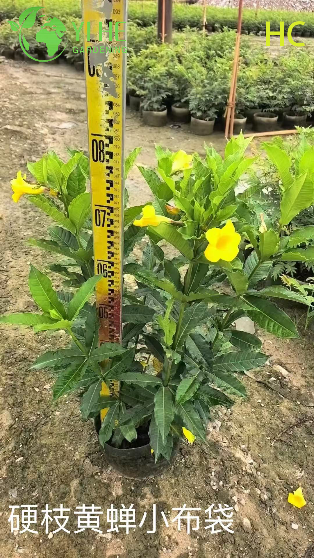 Алламанда Катартическая (Golden Trumpet) / Золотая Труба | Тропическая Вьющаяся Лиана / Кустарник | Оптовая Продажа Экспорт