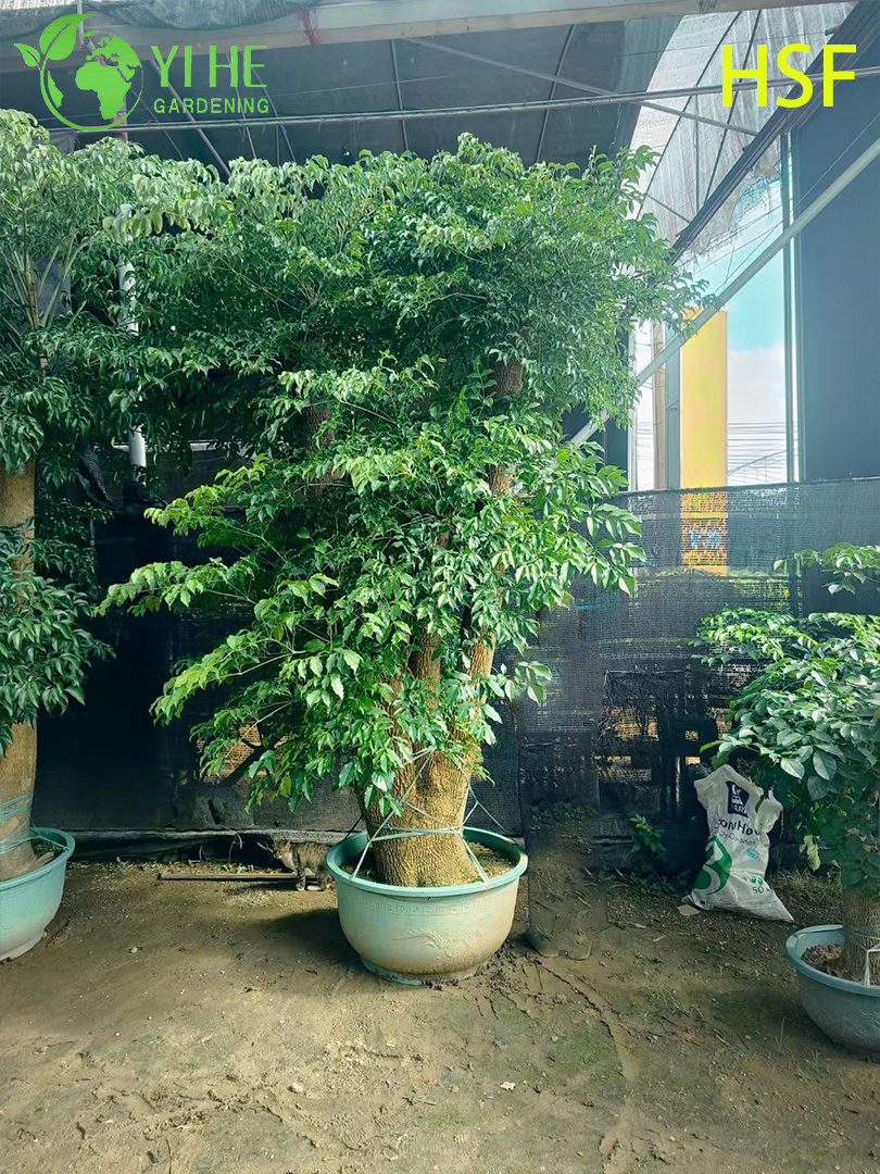 Шеффлера восьмилистная оптом: Здоровые декоративные растения для экспорта и интерьера