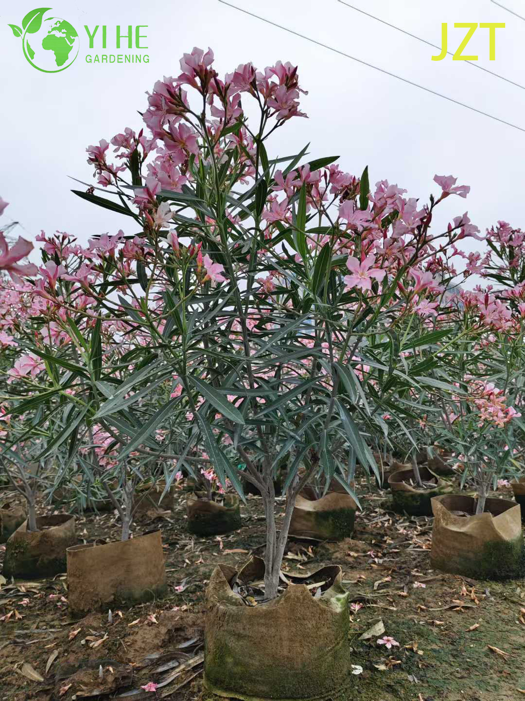 Олеандр обыкновенный оптом: Экспортные цветущие кустарники для сада и кадочной культуры