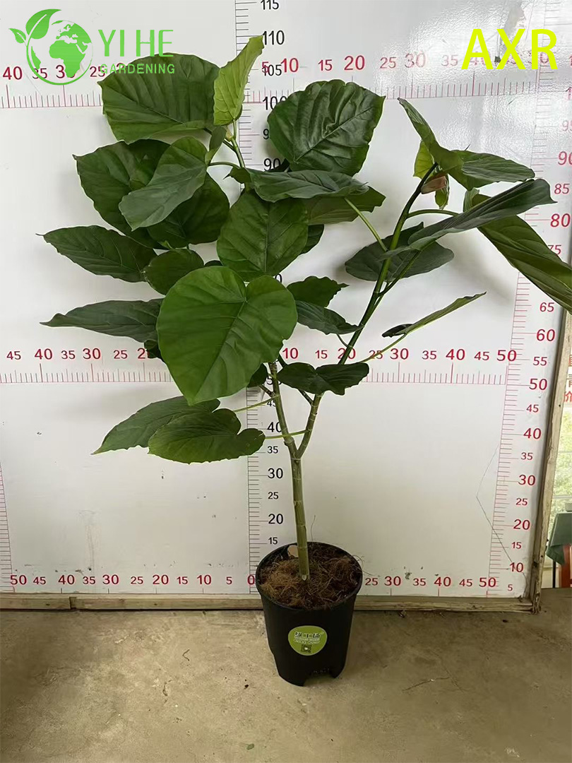 Фикус сердцевидный, декоративное комнатное растение, живое дерево в горшке для дома и офиса