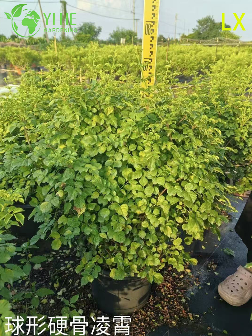 Кампсис крупноцветковый оптом: Экспортные цветущие лианы для вертикального озеленения