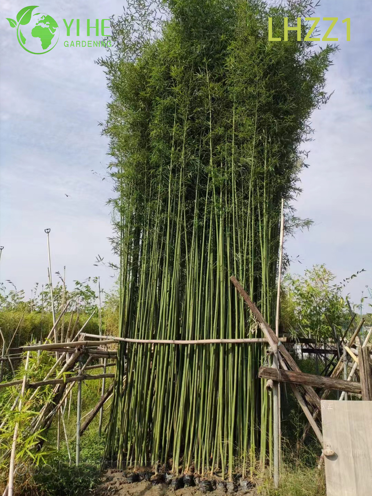 Бамбук Филлостахис эдулис Мосо: Гигантские экспортные саженцы для озеленения оптом