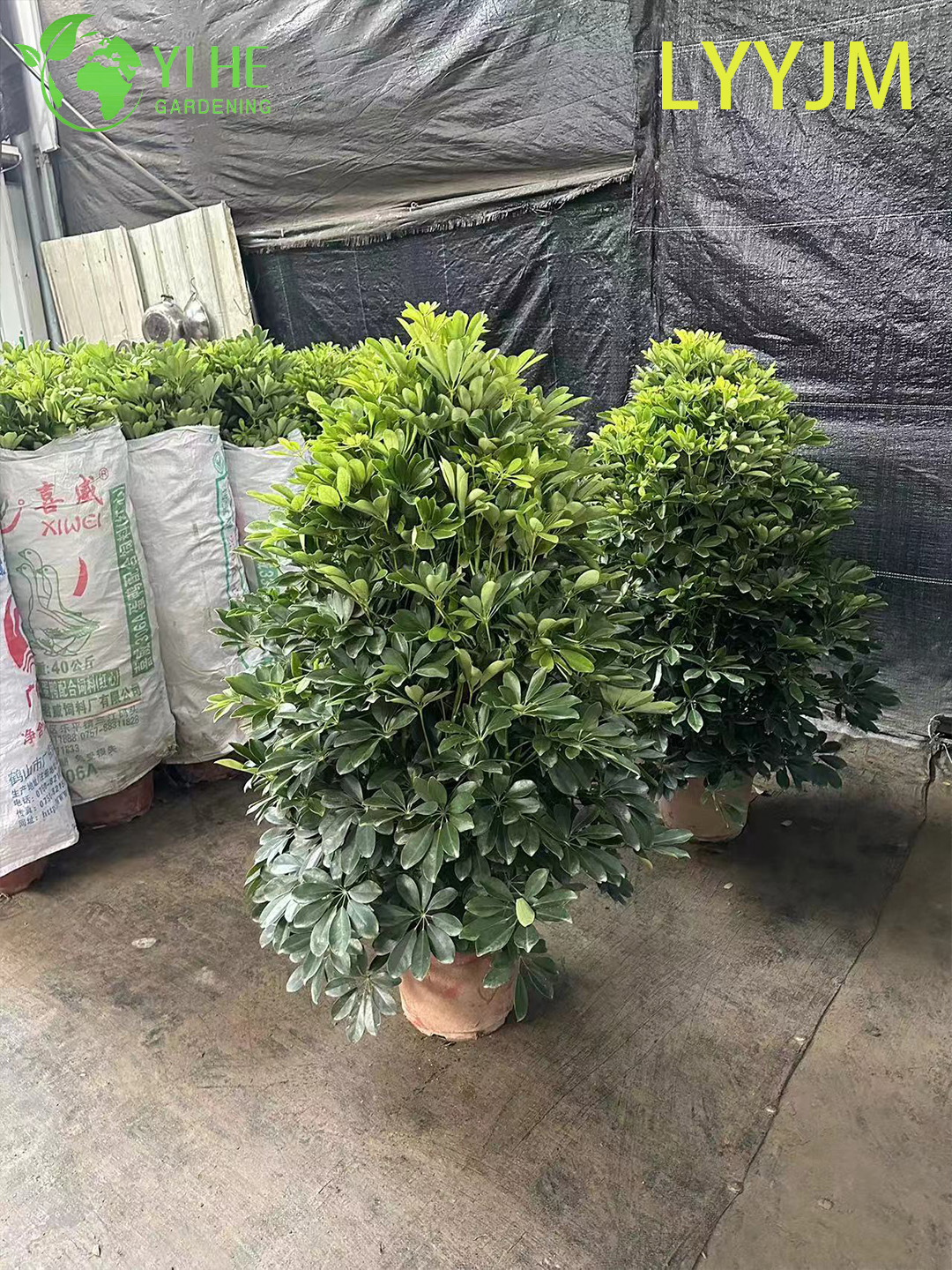 Шеффлера восьмилистная оптом: Здоровые декоративные растения для экспорта и интерьера