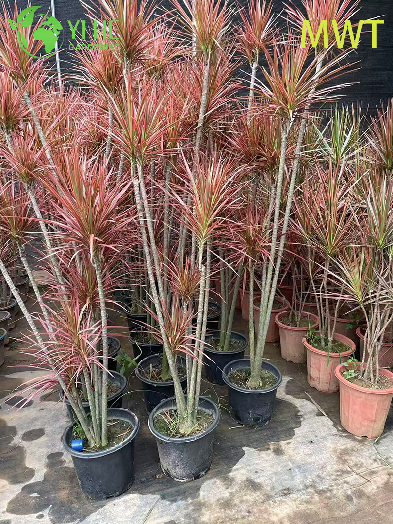 Драцена оптом: Крупномерные декоративно-лиственные растения для экспорта и офисного озеленения