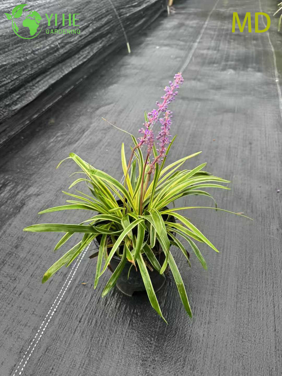 Офиопогон японский оптом: Почвопокровный теневыносливый многолетник для экспорта