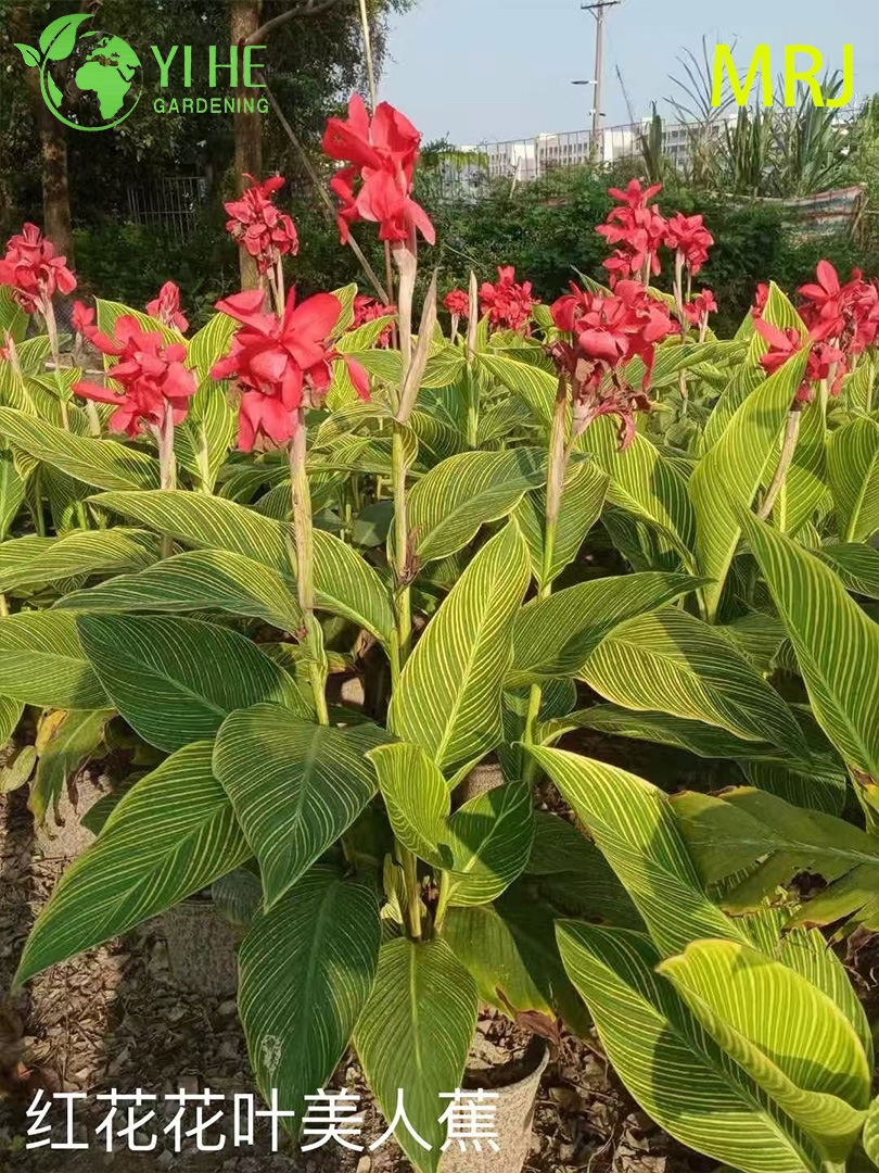 Канна индийская оптом: Экспортные корневища цветущих тропических садовых растений