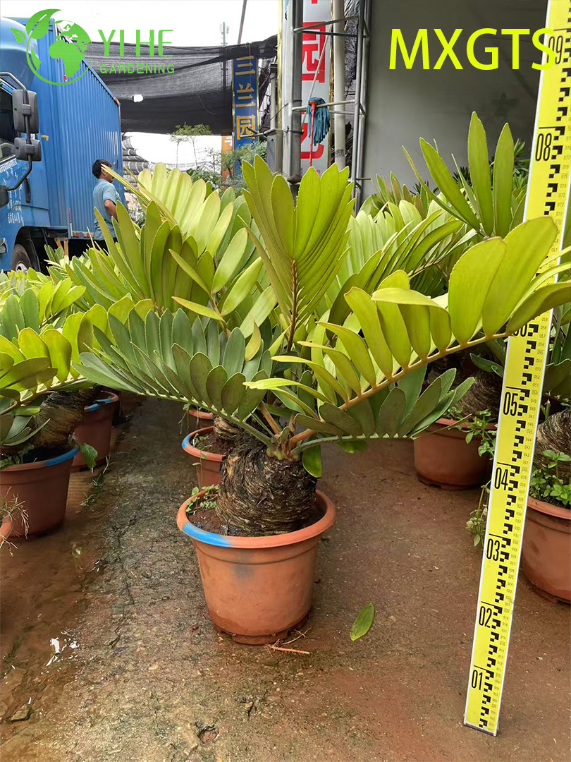 Замия припудренная оптом: Элитный, суккулентный, экзотический, медленнорастущий саговник