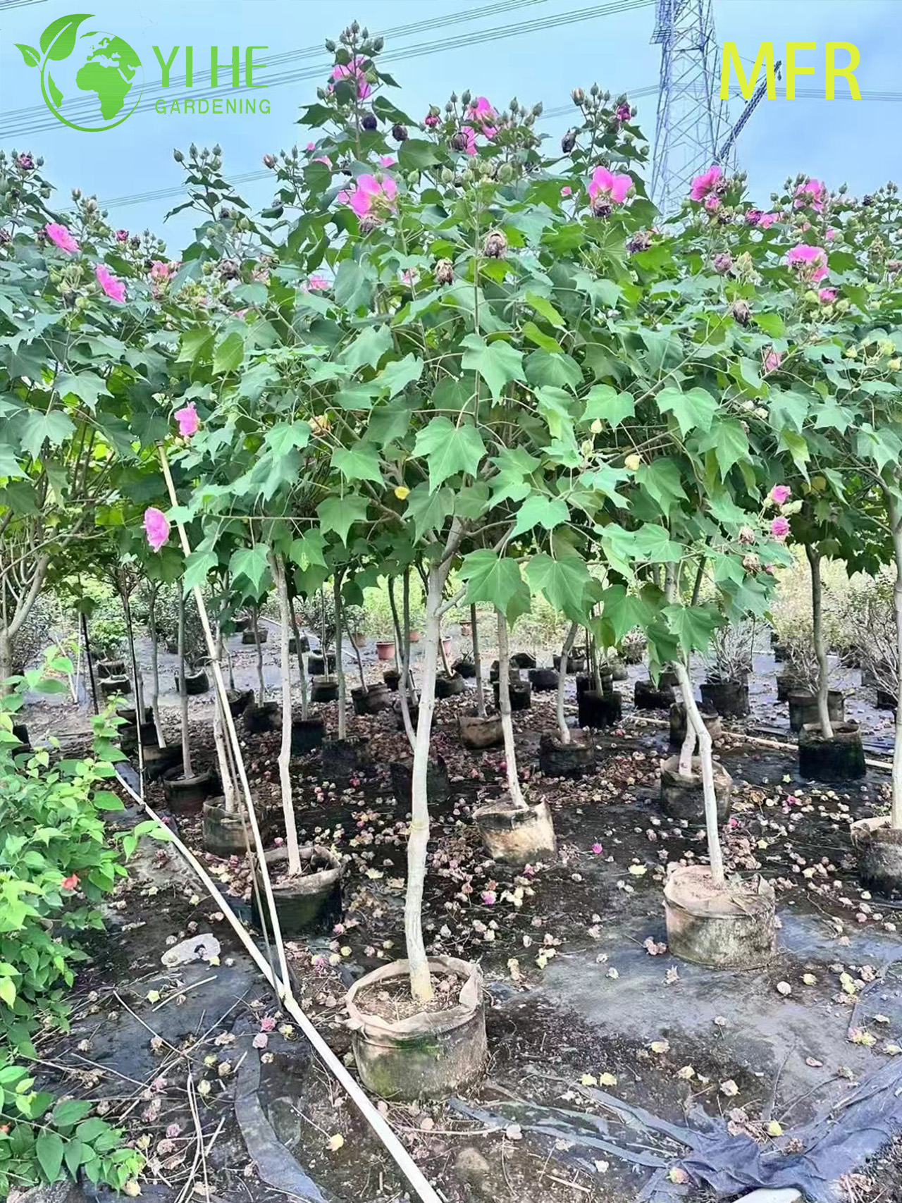 Гибискус изменчивый оптом: Уличный, крупный, махровый, цветущий кустарник / дерево