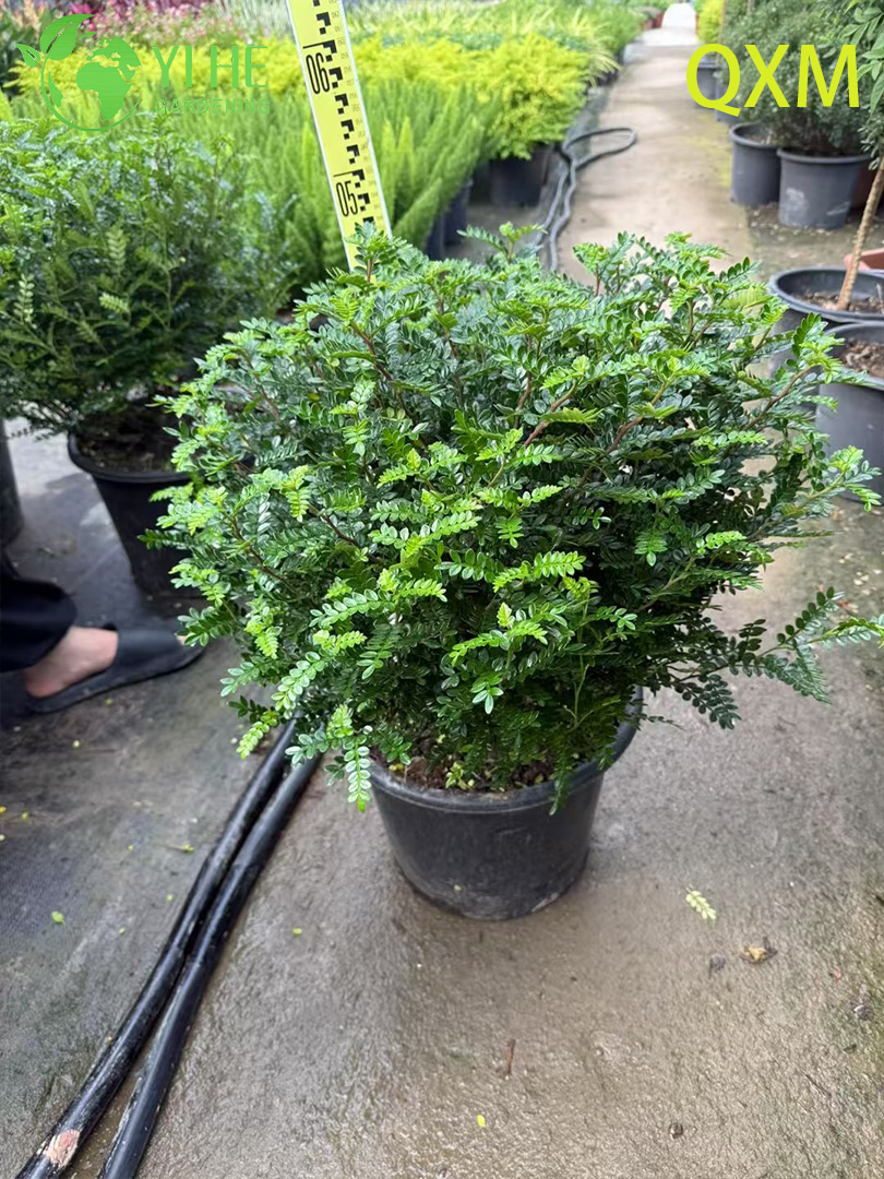 Бересклет weinmannifolia оптом: Вечнозеленый, декоративный, морозостойкий кустарник, медленнорастущее дерево