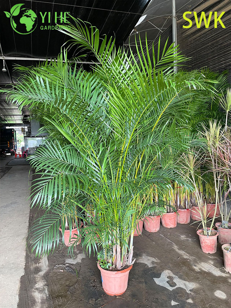Пальма Арека оптом: Декоративный Хризалидокарпус, тропический Дипсис желтоватый для озеленения