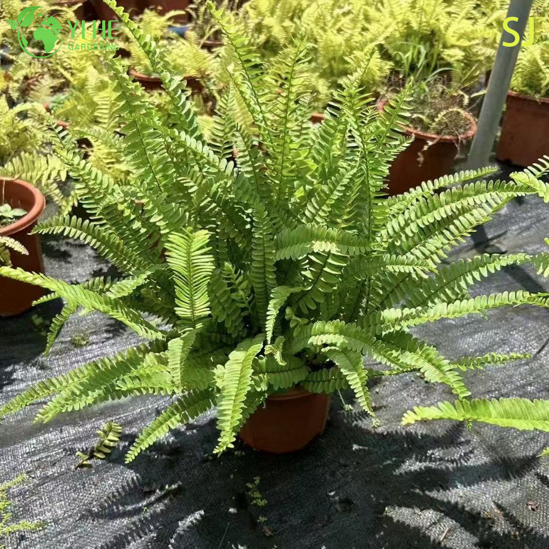 Нефролепис ушковидный оптом: Ампельный, пышный, вечнозеленый, влаголюбивый комнатный папоротник