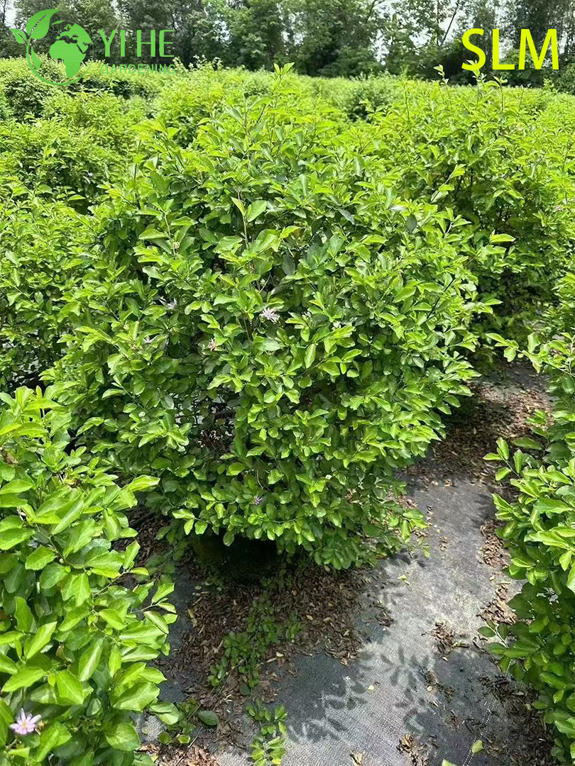 Адина шариконосная оптом: Декоративный, шаровидный, обильноцветущий кустарник для ландшафта