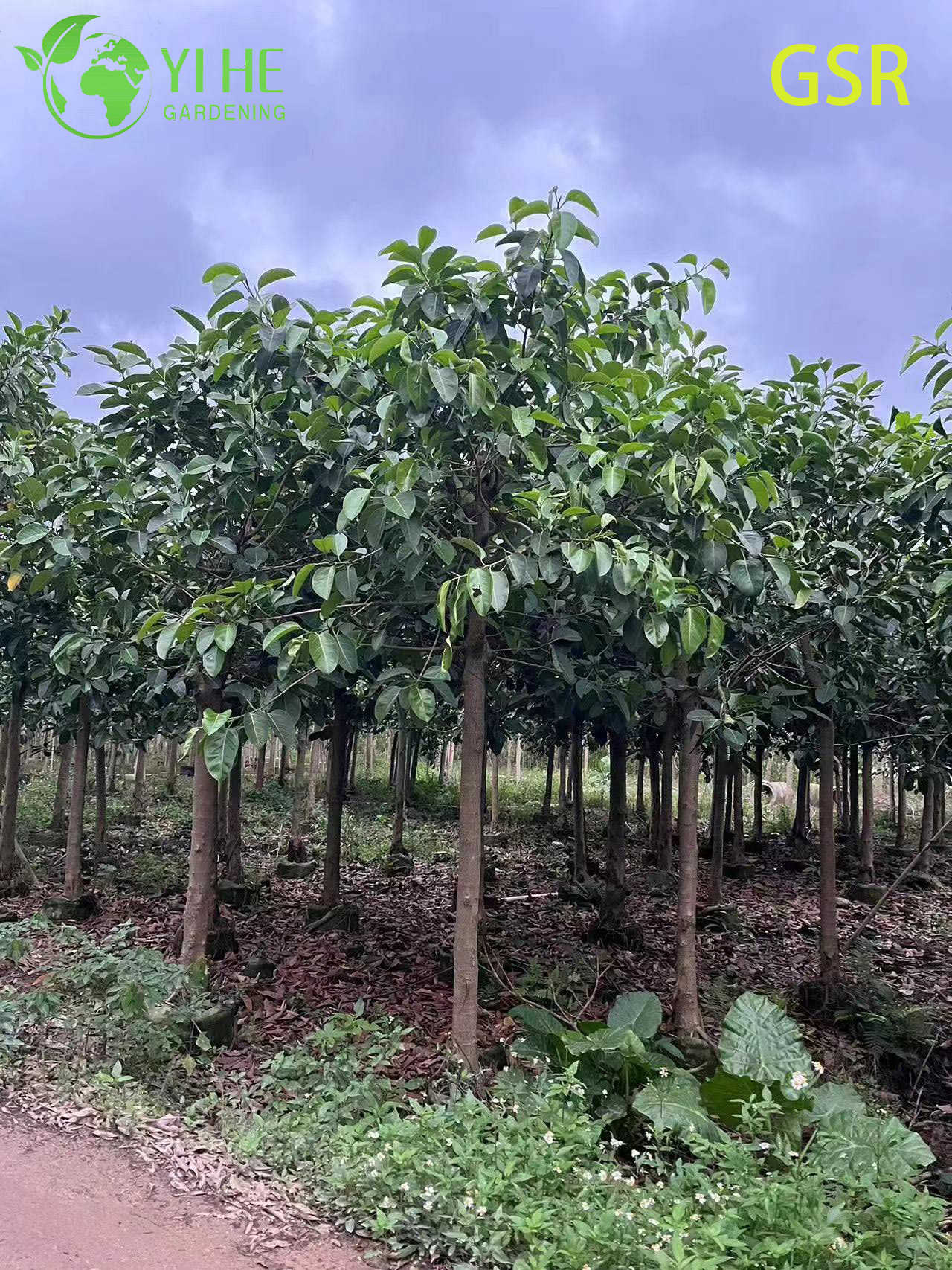 Фикус Альтиссима, декоративное комнатное дерево, крупное зелёное растение в горшке для офиса и дома