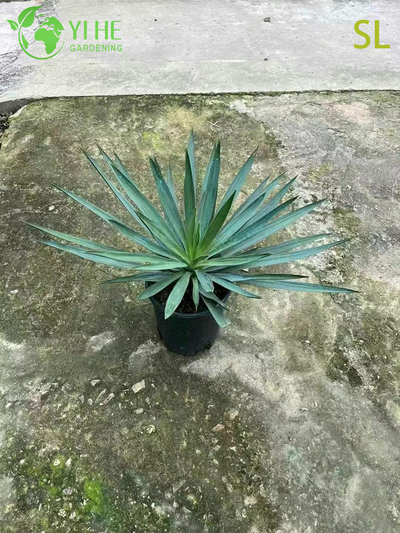 Юкка Смоллиана оптом: Древовидная, вечнозеленая, светолюбивая, экзотическая, засухоустойчивая пальма