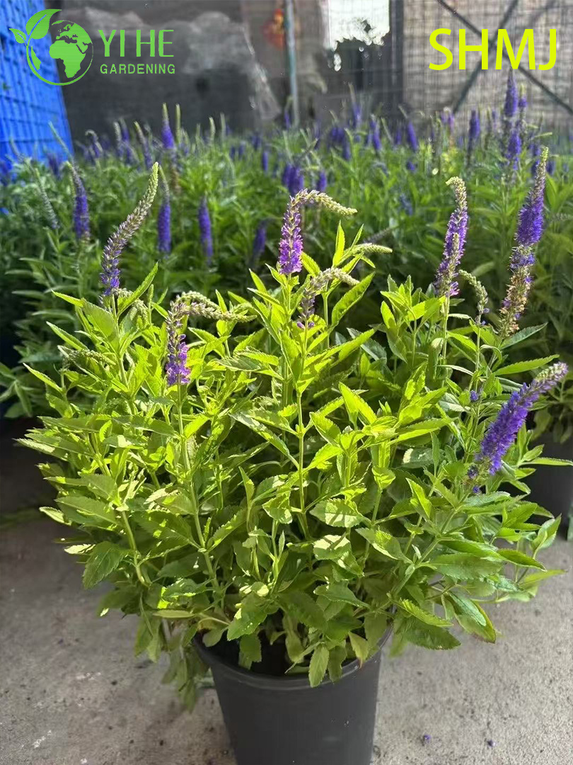 Витекс ольховидный: Декоративный, устойчивый, лекарственный, крупный кустарник оптом