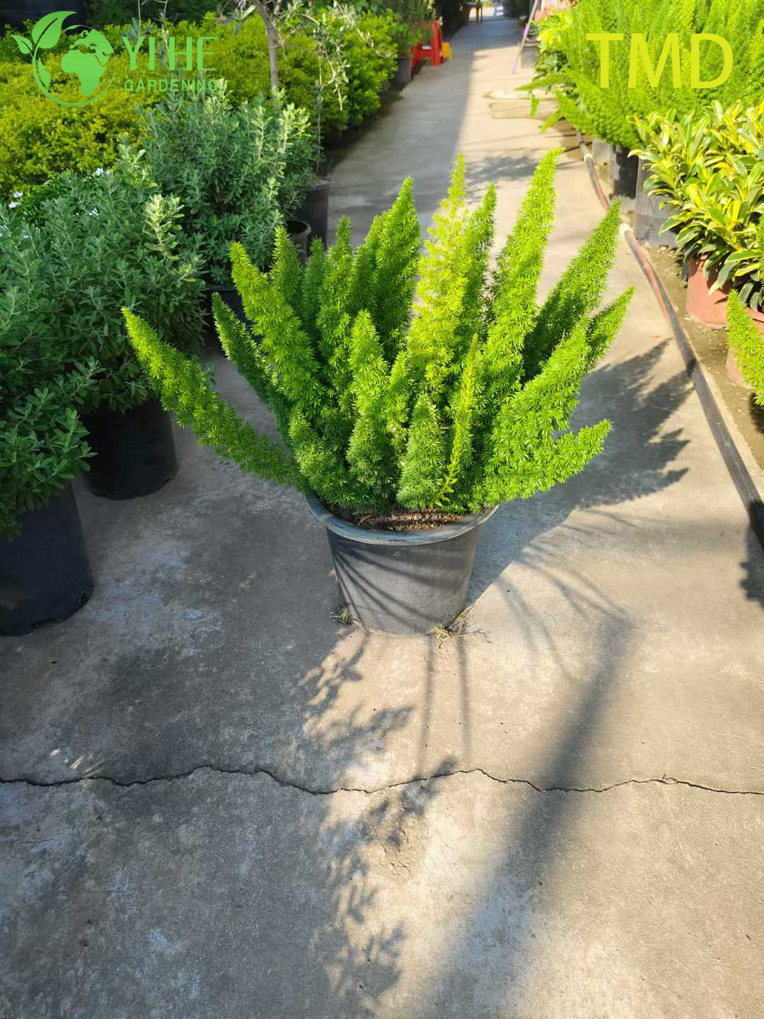 Спаржа кохинхинская оптом: Лечебный, декоративный, азиатский, многолетний аспарагус