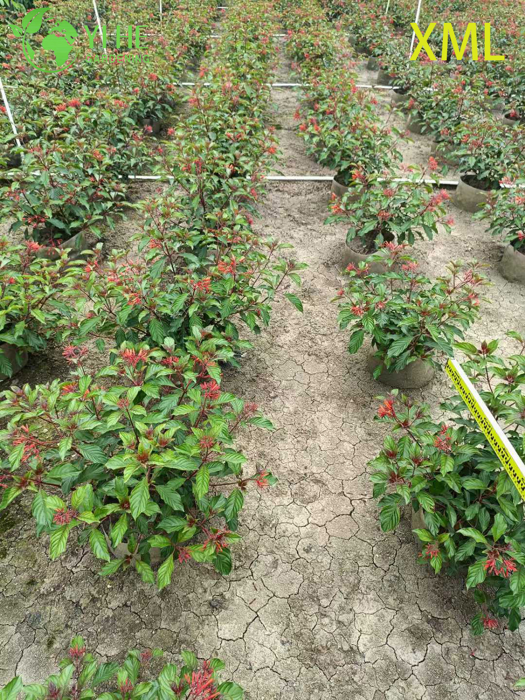 Хамелациум раскидистый оптом: Декоративный, австралийский, ароматический, вечнозеленый кустарник