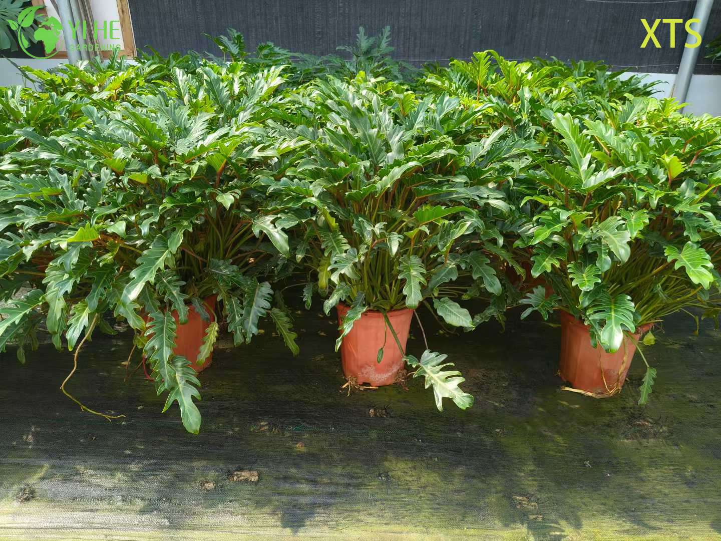 Филодендрон Ксанаду оптом: Крупнолистный, неприхотливый, раскидистый, кустовой тропический