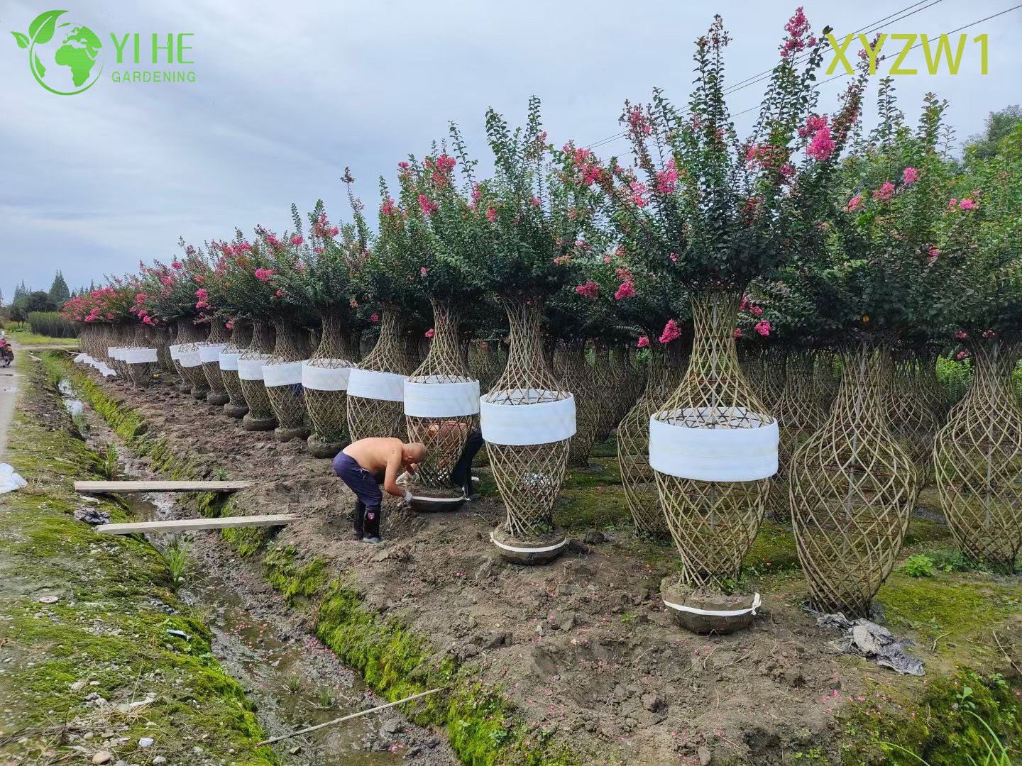 Лагерстрёмия индийская оптом: Крупноцветковая, вазообразная, морозостойкая Индийская сирень