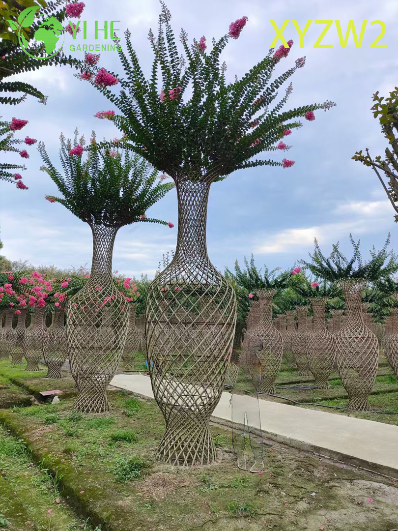 Лагерстрёмия индийская оптом: Штамбовая, вазообразная, обильноцветущая, экзотическая индийская сирень