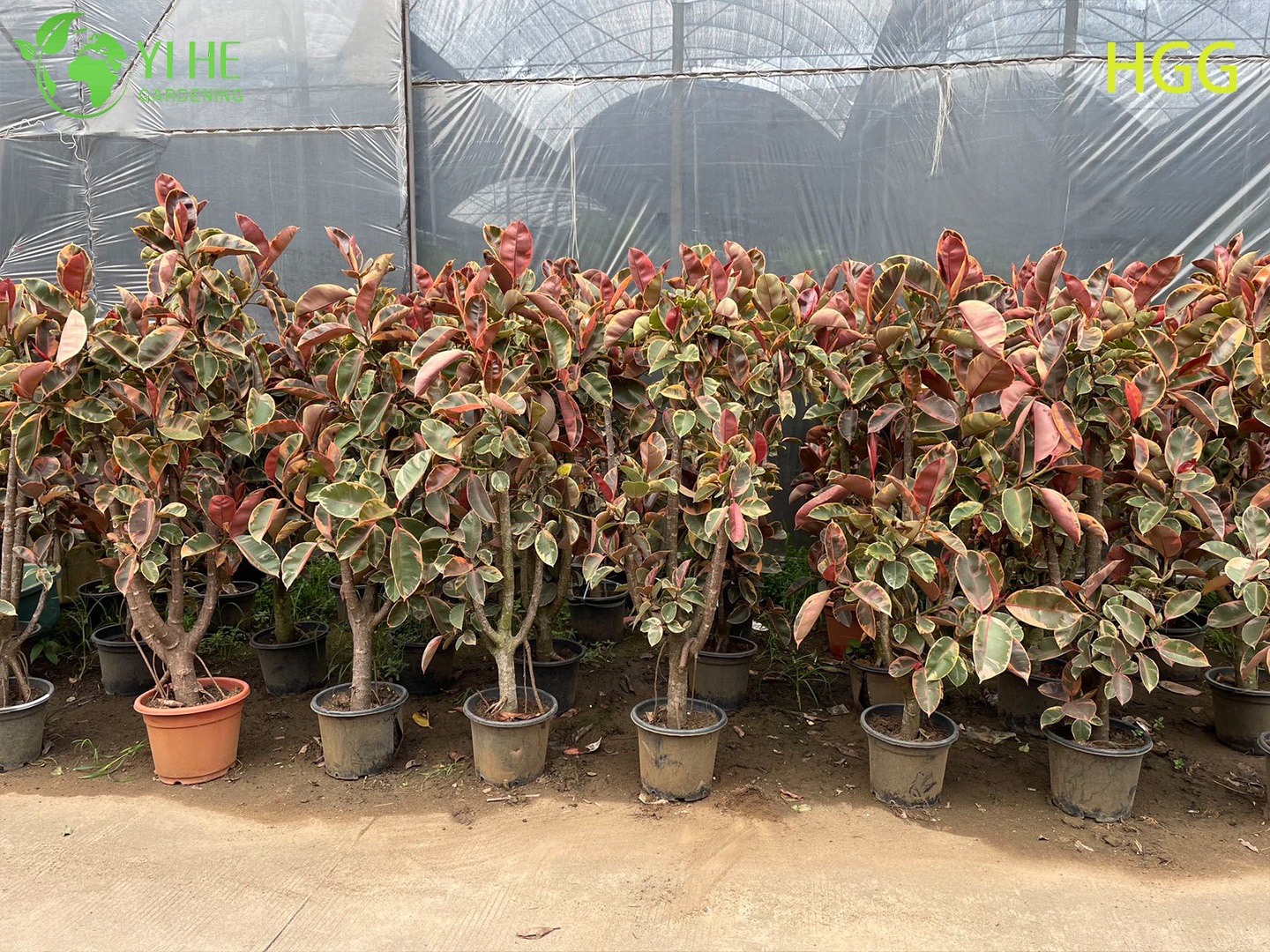 Фикус Гуань-гун красный, декоративное комнатное дерево, живое растение в горшке для дома и офиса