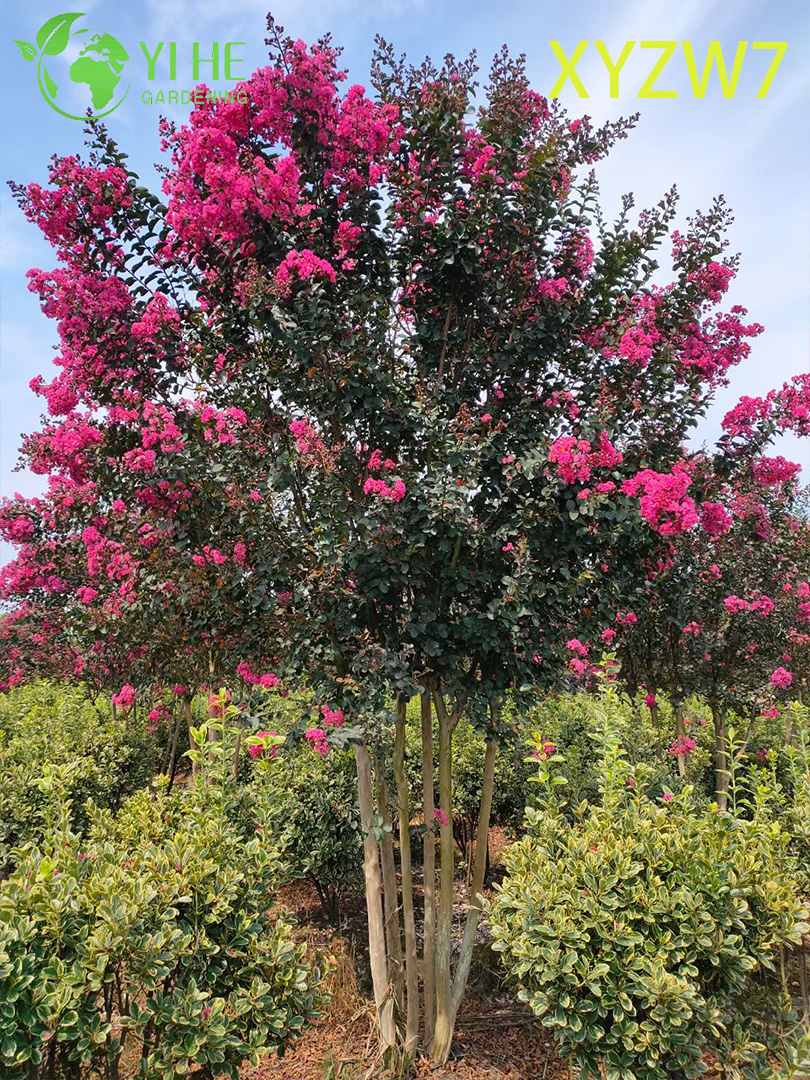 Лагерстрёмия индийская оптом: Декоративный, морозостойкий, долгоцветущий кустарник / дерево