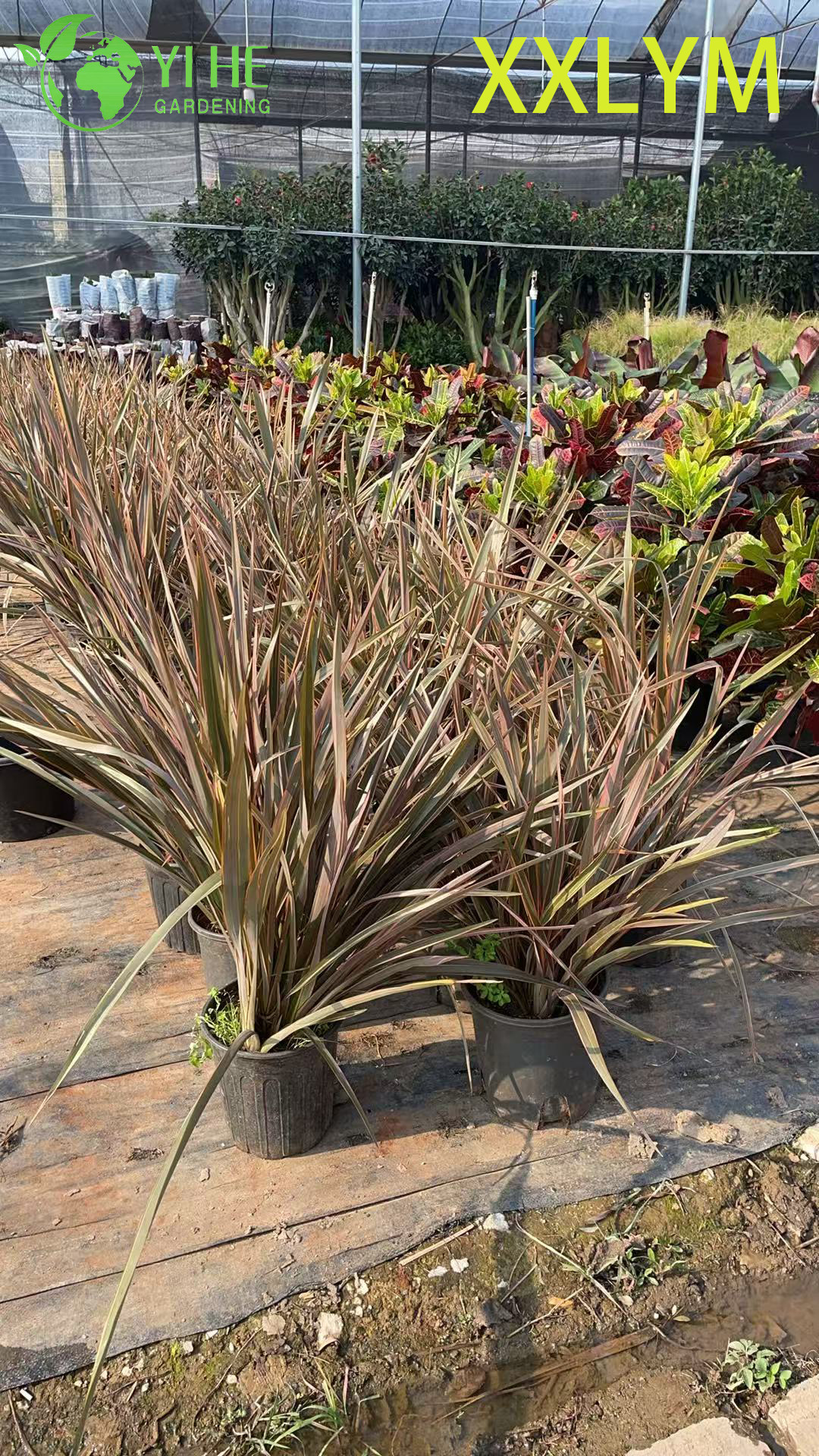 Формиум прочный оптом: Новозеландский, вечнозеленый, декоративнолиственный, архитектурный лен