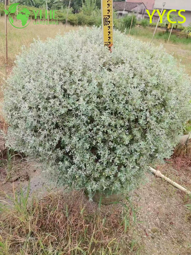 Заячий хвостик оптом: Декоративный, пушистый, злаковый, натуральный сухоцвет Лагурус