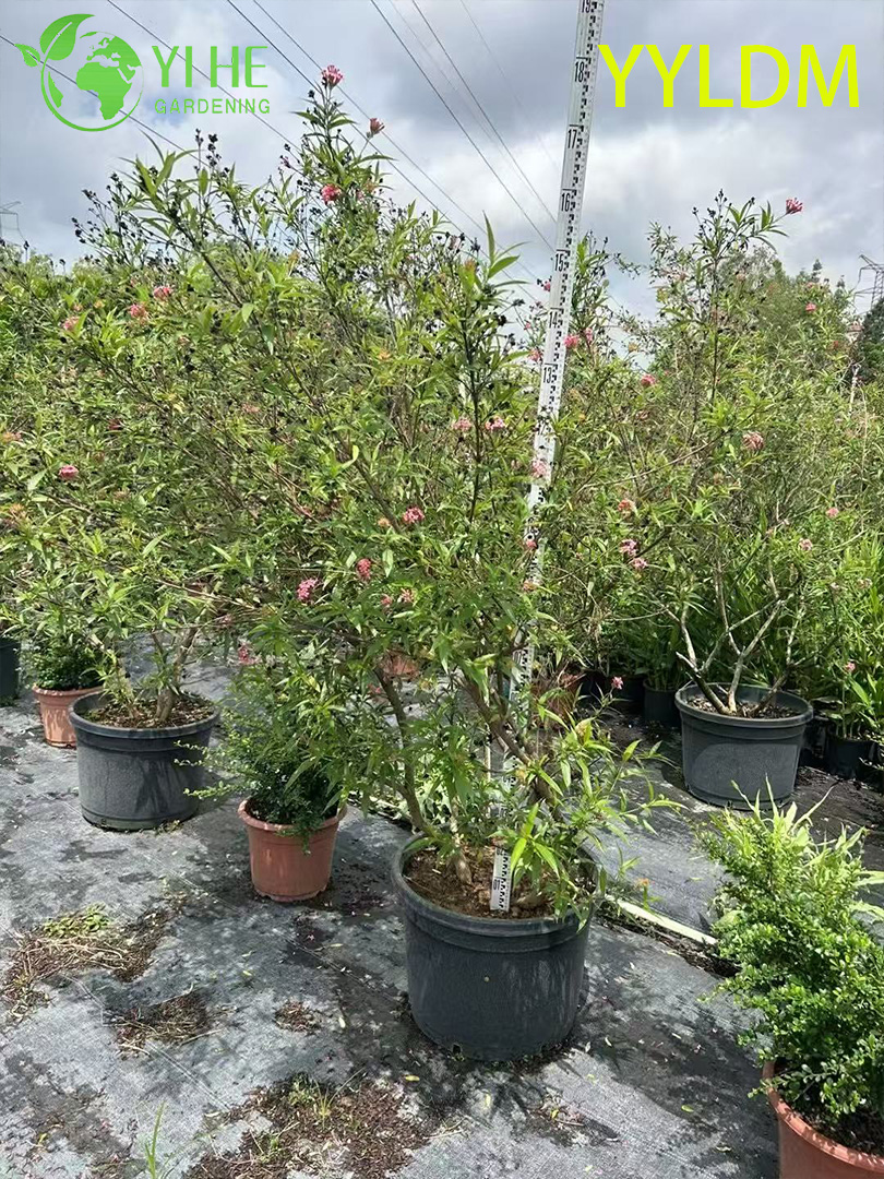 Каллиандра кровавоголовая — Тропический вечнозеленый декоративный кустарник, красные соцветия, для сада и дома, оптом