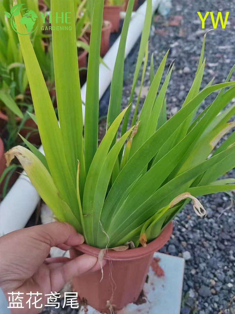 Ирис крышистый — Декоративный многолетний садовый цветок, сине-фиолетовый, морозостойкий, для ландшафта, оптом