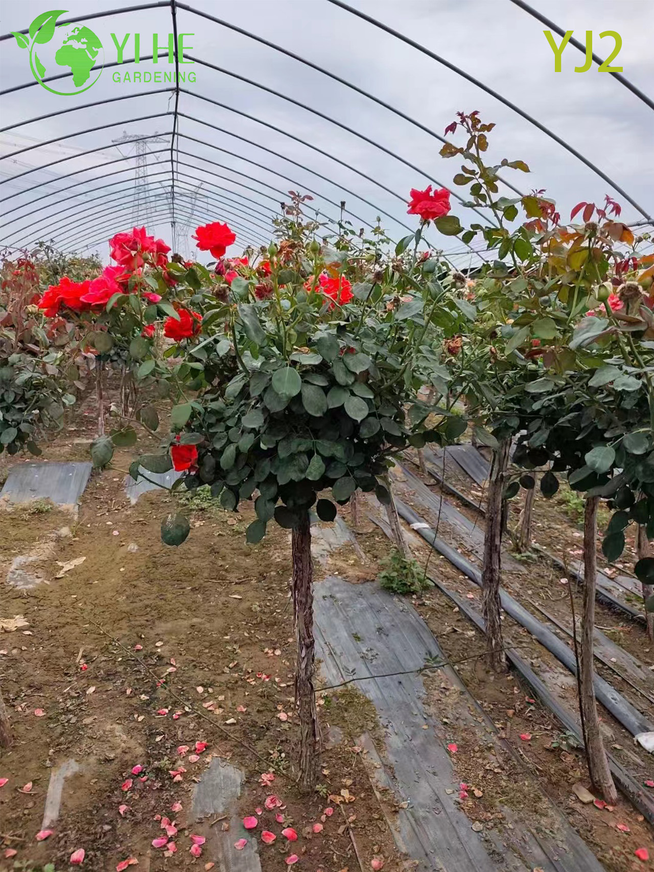 Роза китайская — Декоративный крупноцветковый гибискус, тропический кустарник, для дома и сада, оптовая продажа