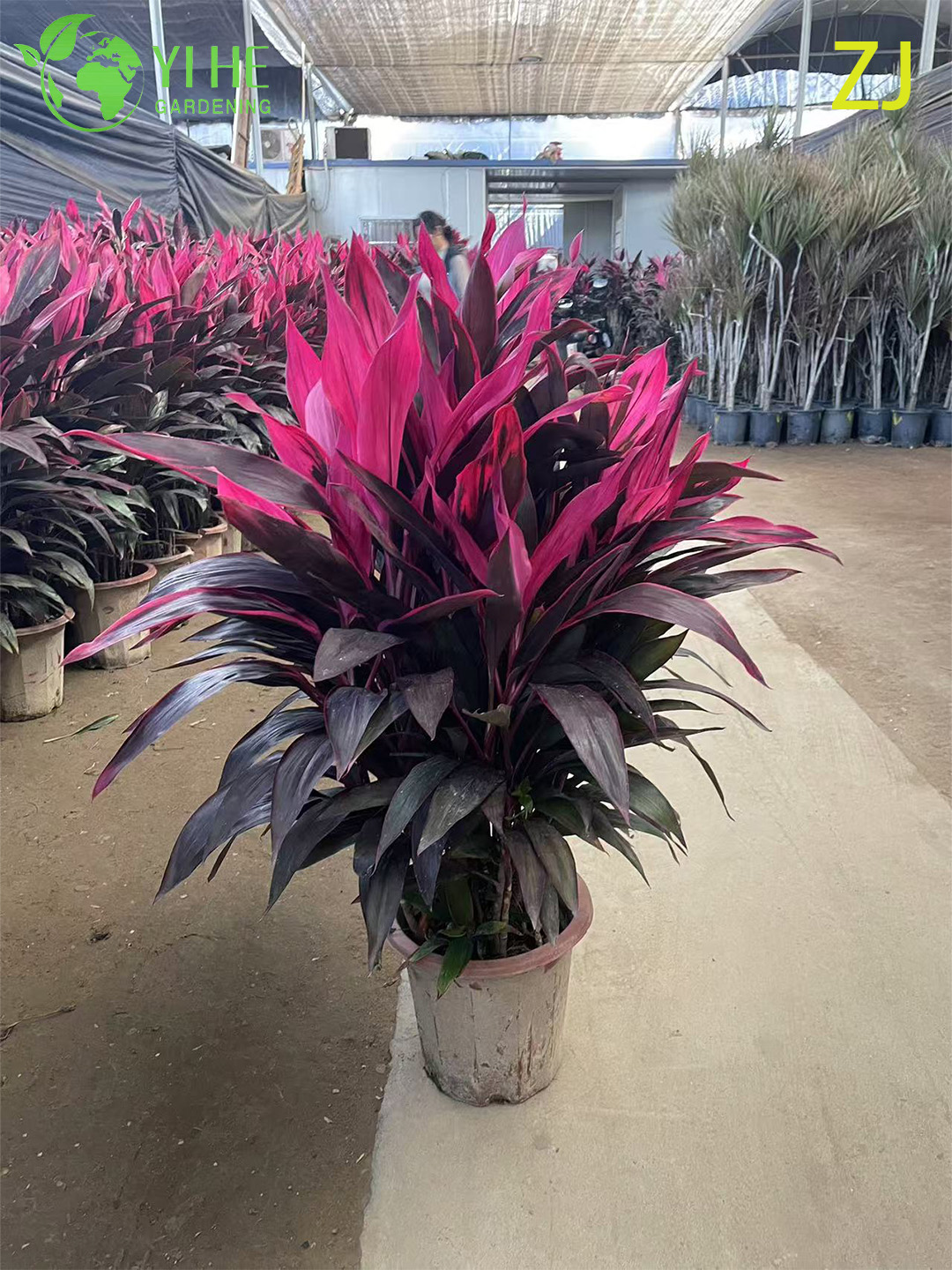 Кордилина плодоносящая — Эффектное тропическое комнатное растение, крупномер, с красными и зелеными листьями, оптом