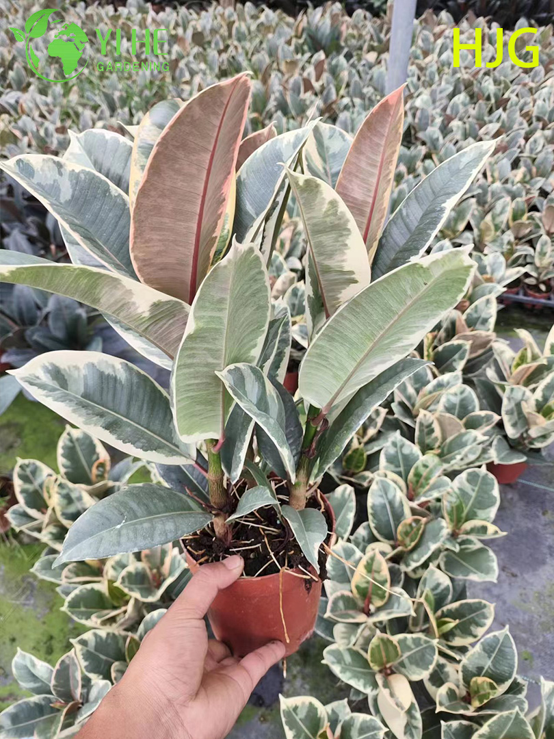 Фикус Аудри крупное декоративное растение горшок зелёное дерево офис дом интерьер