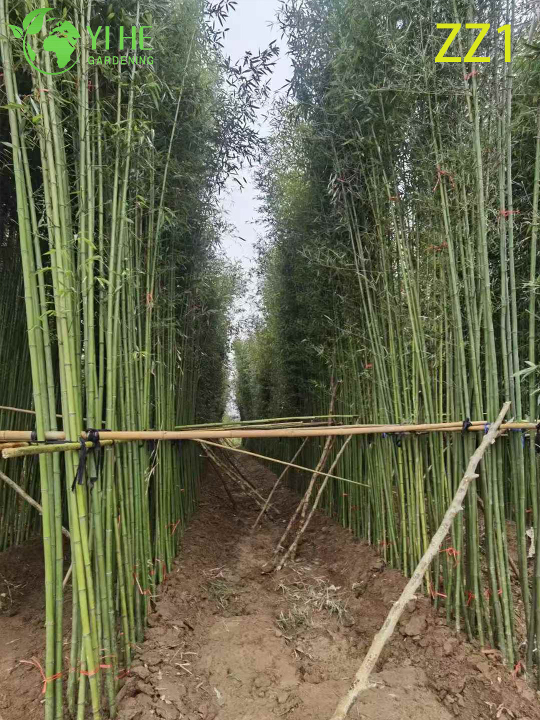Бамбук декоративный вечнозеленый — быстрорастущий, морозостойкий, для живой изгороди и сада, оптом