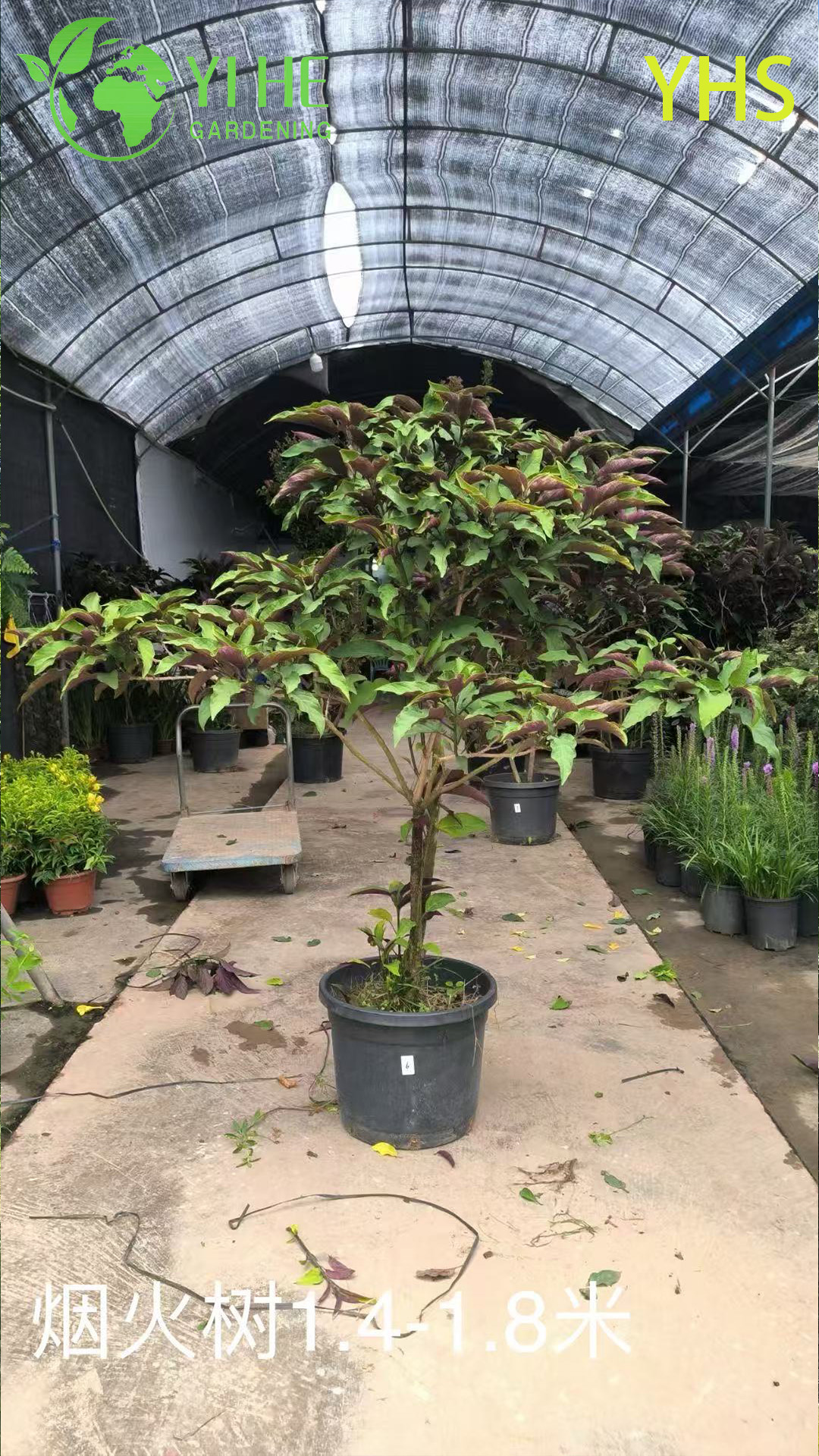 Клеродендрон четырехкамерный — Эффектный декоративный вечнозеленый кустарник, розово-белые цветы, для дома, сада, оптом.