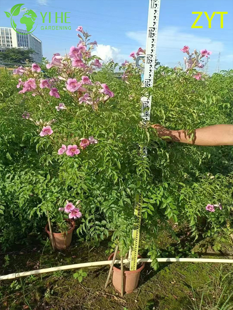 Вистерия китайская — Декоративная быстрорастущая лиана, сиреневые кисти, ароматическое цветение, для озеленения, оптом