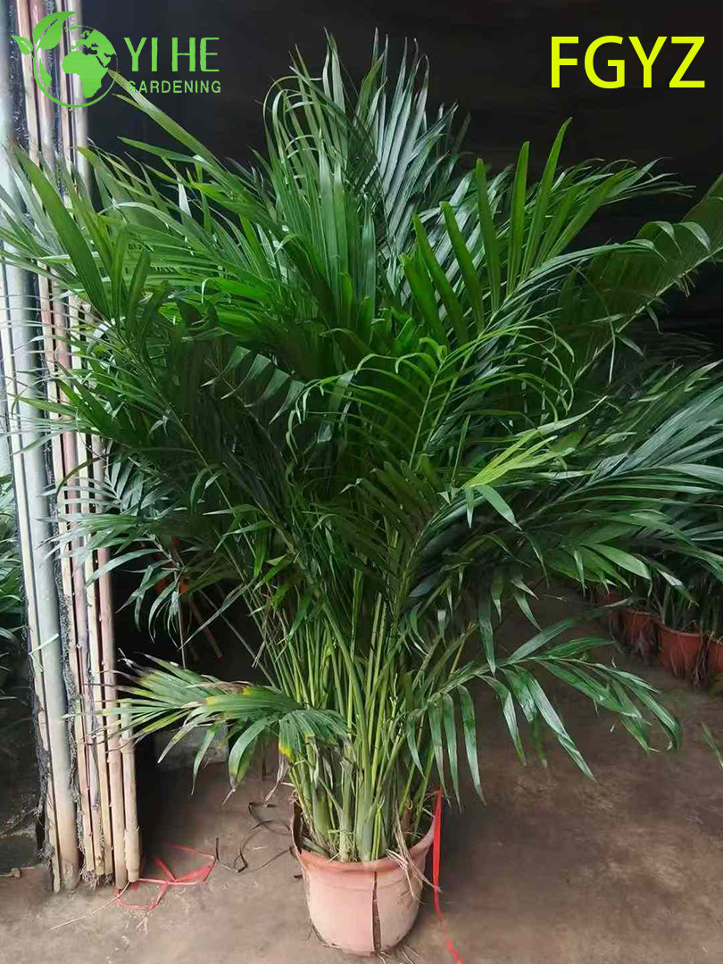 Хамедорея каскадная — Неприхотливая, комнатная пальма для офиса и дома, теневыносливая, очистка воздуха, оптом