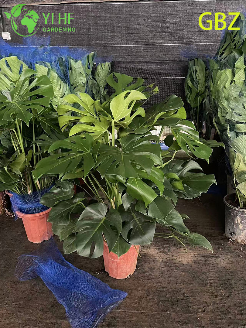 Монстера белая вариегатная — Редкое крупное комнатное растение, декоративная, для интерьера, элитная, оптом