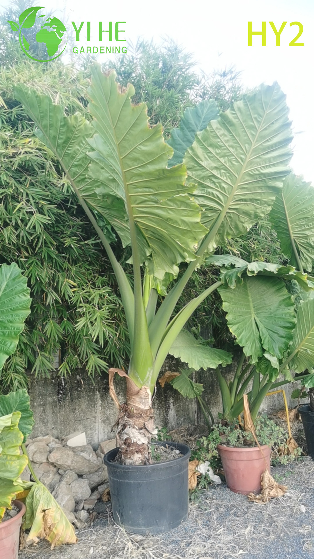 Алоказия душистая — Крупный тропический декоративный вечнозеленый цветок, комнатное растение с ароматом, оптом