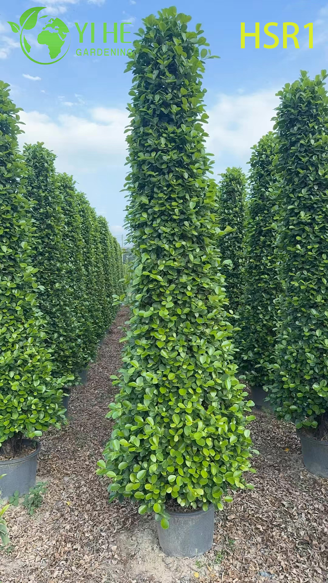 Фикус Вулкан декоративное растение горшок зелёное дерево офис дом интерьер