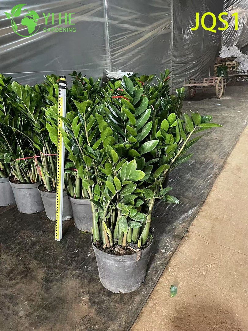 Замиокулькас — Неприхотливое комнатное растение, вечнозеленый суккулент, для офисов и дома, оптом