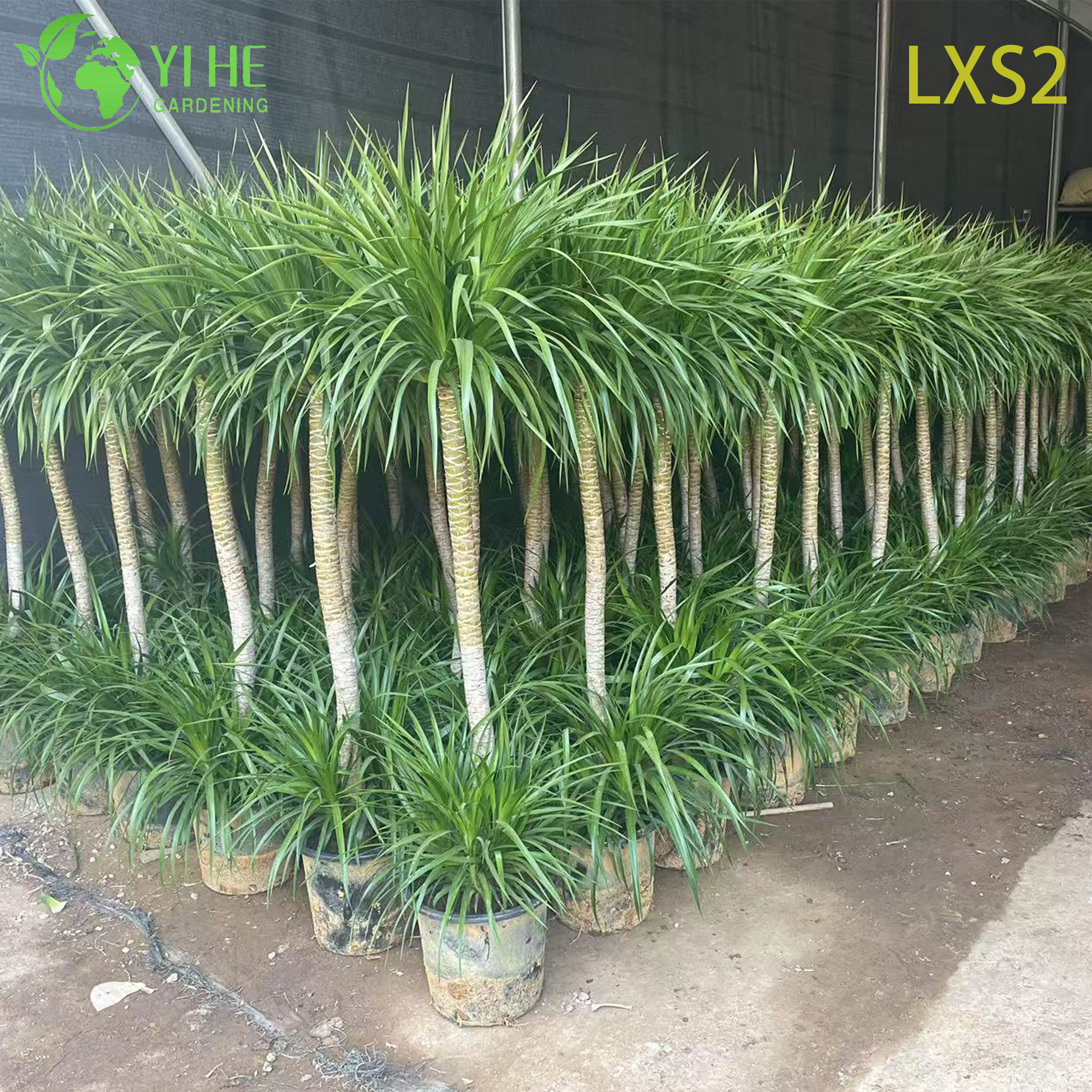 Драцена дракон — Крупное древовидное вечнозеленое комнатное растение, неприхотливое, оптом