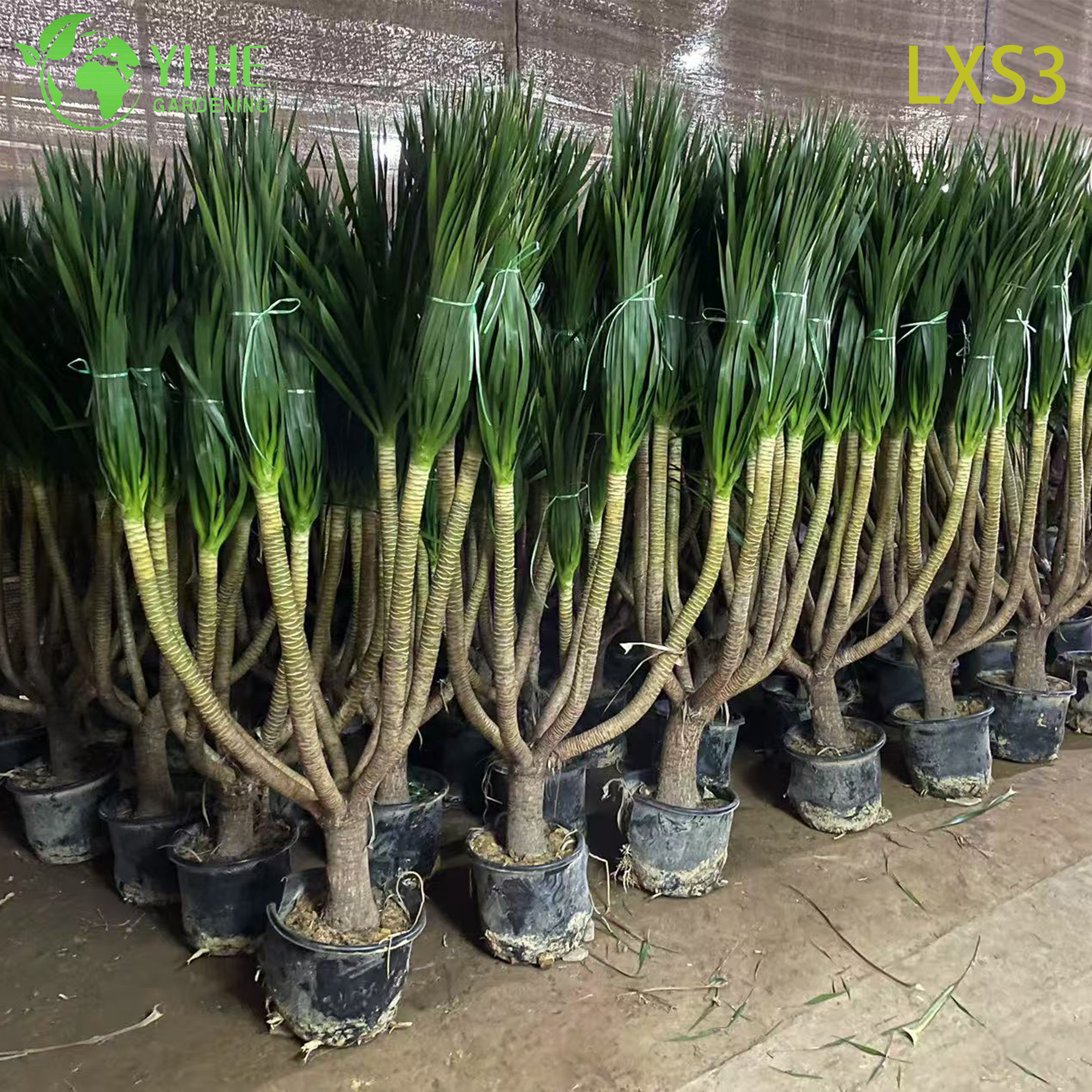 Драцена дракон трехствольная — Крупное экзотическое дерево, для дома и офиса, оптом