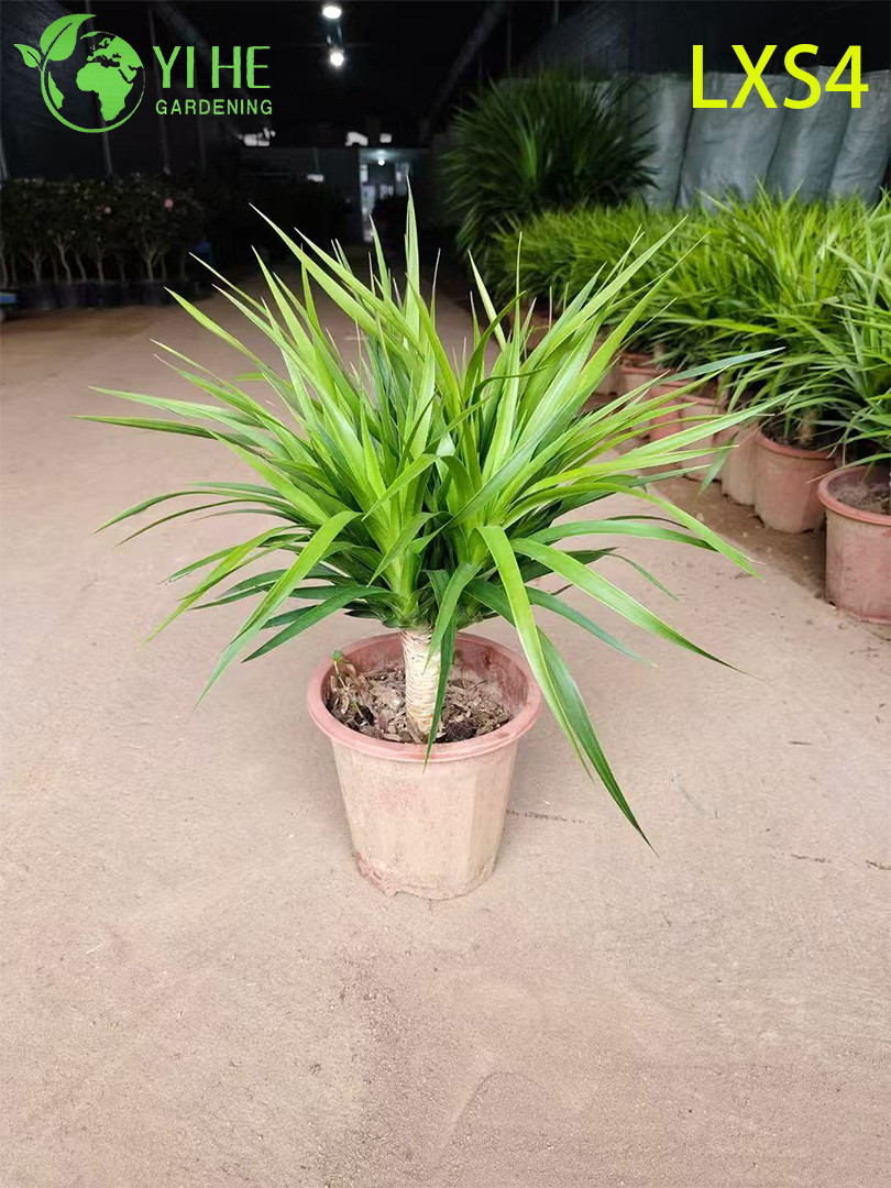 Драцена дракон — Компактное комнатное вечнозеленое дерево, декоративное, неприхотливое, очиститель воздуха, оптом